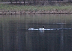 Mergus merganser