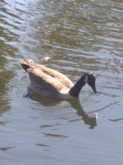 Branta canadensis