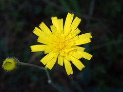 Hieracium glaucinum