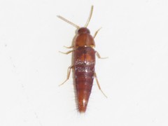 Tachyporus nitidulus