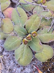 Euphorbia ecklonii