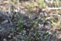 Asperula aristata