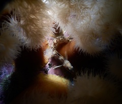 Ulvaria subbifurcata