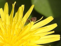 Coenypha ditissima