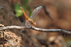 Crocothemis sanguinolenta