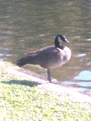 Branta canadensis