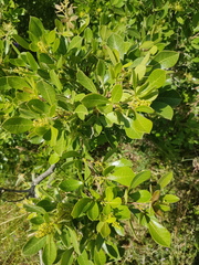 Searsia laevigata laevigata