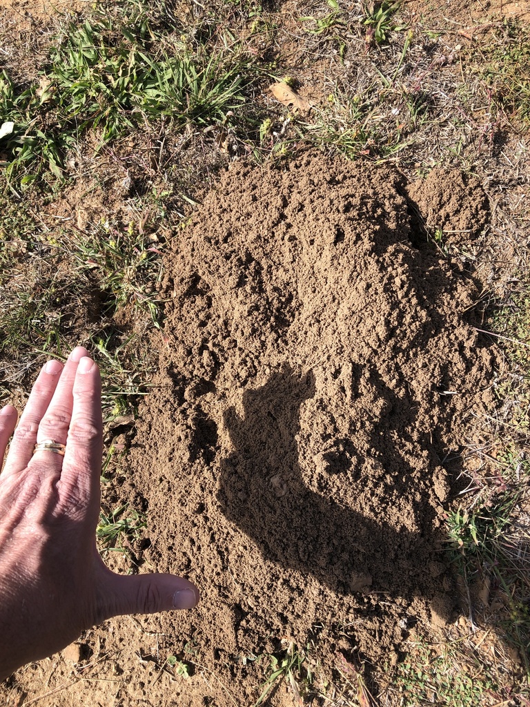 Central Texas Pocket Gopher