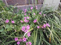 Oxalis articulata