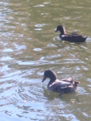 Anas platyrhynchos domesticus