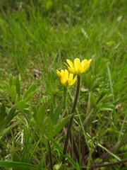 Ranunculus peduncularis