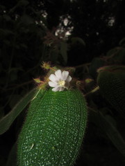 Miconia octona