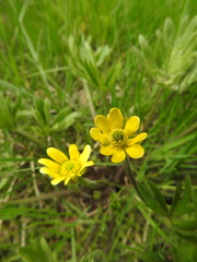 Ranunculus peduncularis