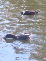 Anas platyrhynchos domesticus