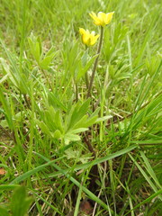 Ranunculus peduncularis