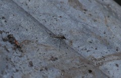 Culiseta alaskaensis