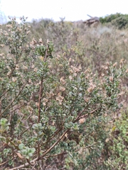 Podalyria microphylla