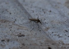 Culiseta alaskaensis