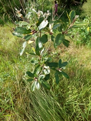 Pittosporum ralphii