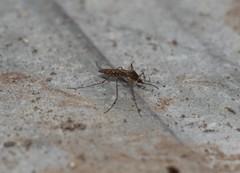 Culiseta alaskaensis