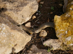 Macroprotodon mauritanicus