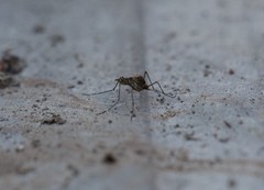 Culiseta alaskaensis