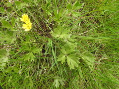 Ranunculus peduncularis