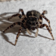 Pseudeuophrys lanigera