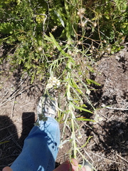 Pseudognaphalium undulatum