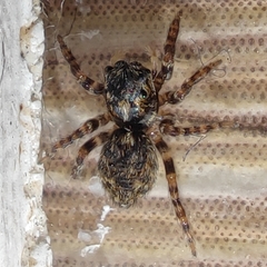 Pseudeuophrys lanigera
