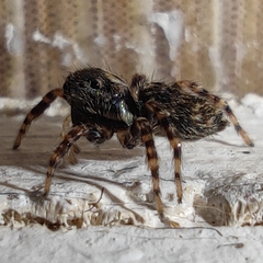 Pseudeuophrys lanigera