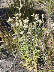 Pseudognaphalium undulatum