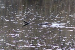Ondatra zibethicus