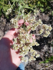 Pseudognaphalium undulatum