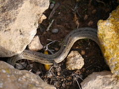 Macroprotodon mauritanicus