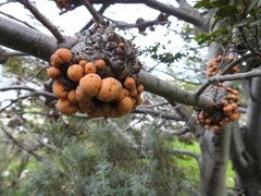 Cyttaria hariotii