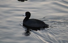 Fulica americana
