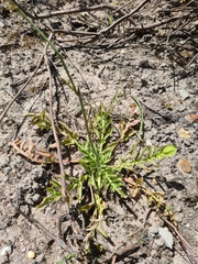 Lichtensteinia obscura