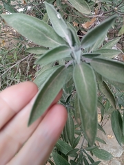 Salvia officinalis image