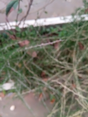 Asparagus albus image