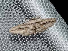 Ecleora solieraria