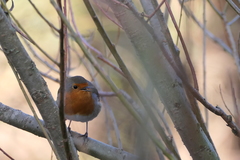Erithacus rubecula