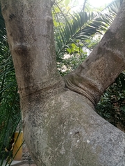 Ficus carica