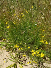 Senecio rosmarinifolius