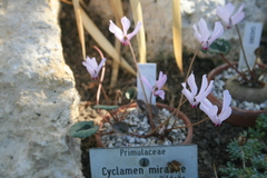 Cyclamen mirabile