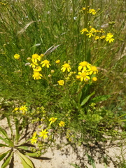 Senecio rosmarinifolius
