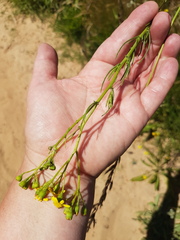 Senecio rosmarinifolius
