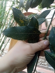 Laurus nobilis