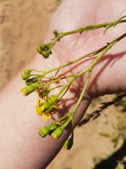 Senecio rosmarinifolius