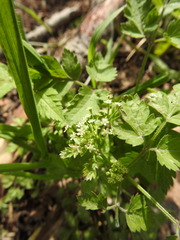 Osmorhiza depauperata